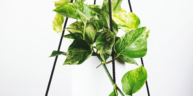 2026世界杯官方宣传海报 - 多国球迷欢呼场景